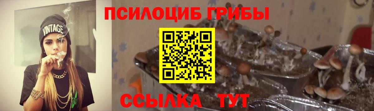 Псилоцибиновые грибы Psilocybine cubensis  Вход с VPN  Ноябрьск 